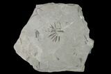 Pennsylvanian Fossil Horsetail (Annularia) Plate - Kentucky #158842-1